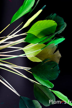 Panicules Cygne Soie - 25-30 cm - mixte vert